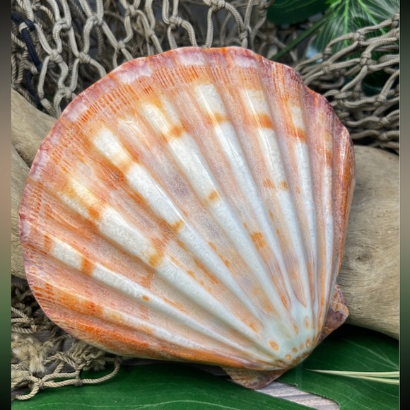 Large Polished Lions Paw Seashell Coral Purple Crafting Display Shell Collector - Picture 9 of 14